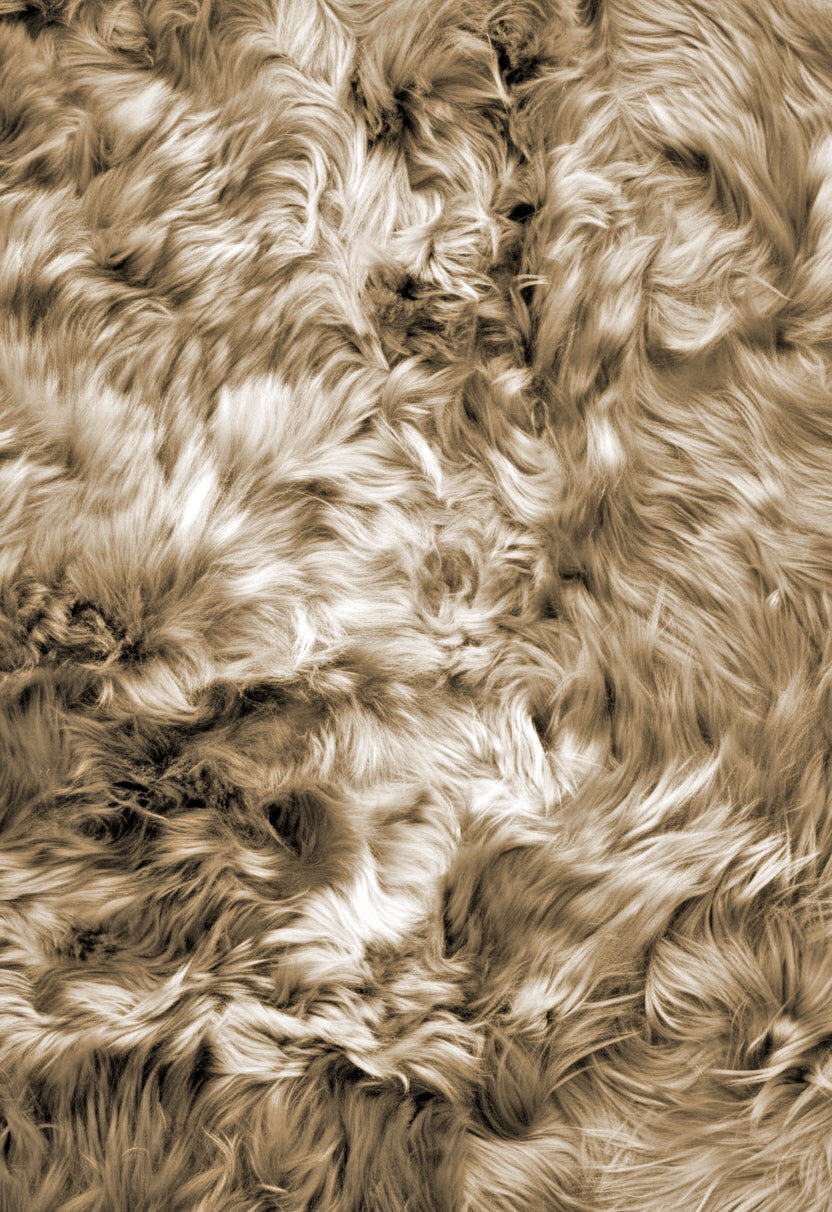 Alpaca 1
